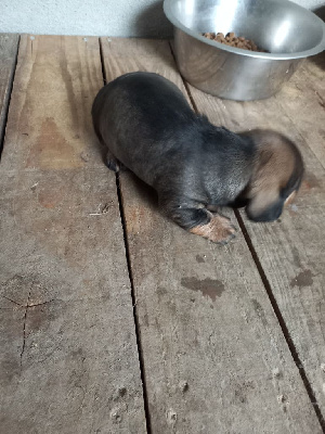 CHIOT
